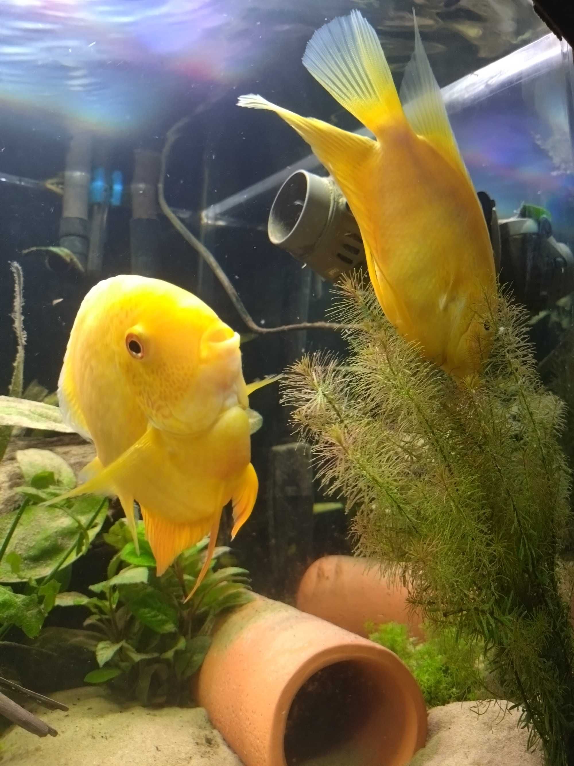 Pielęgnica severum gold - Dorosłe