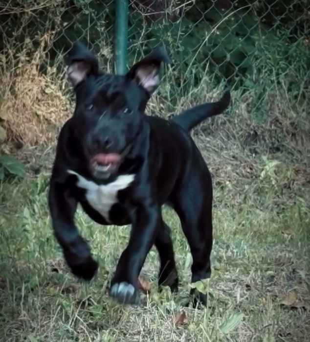 Amstaff suczki oddam !!