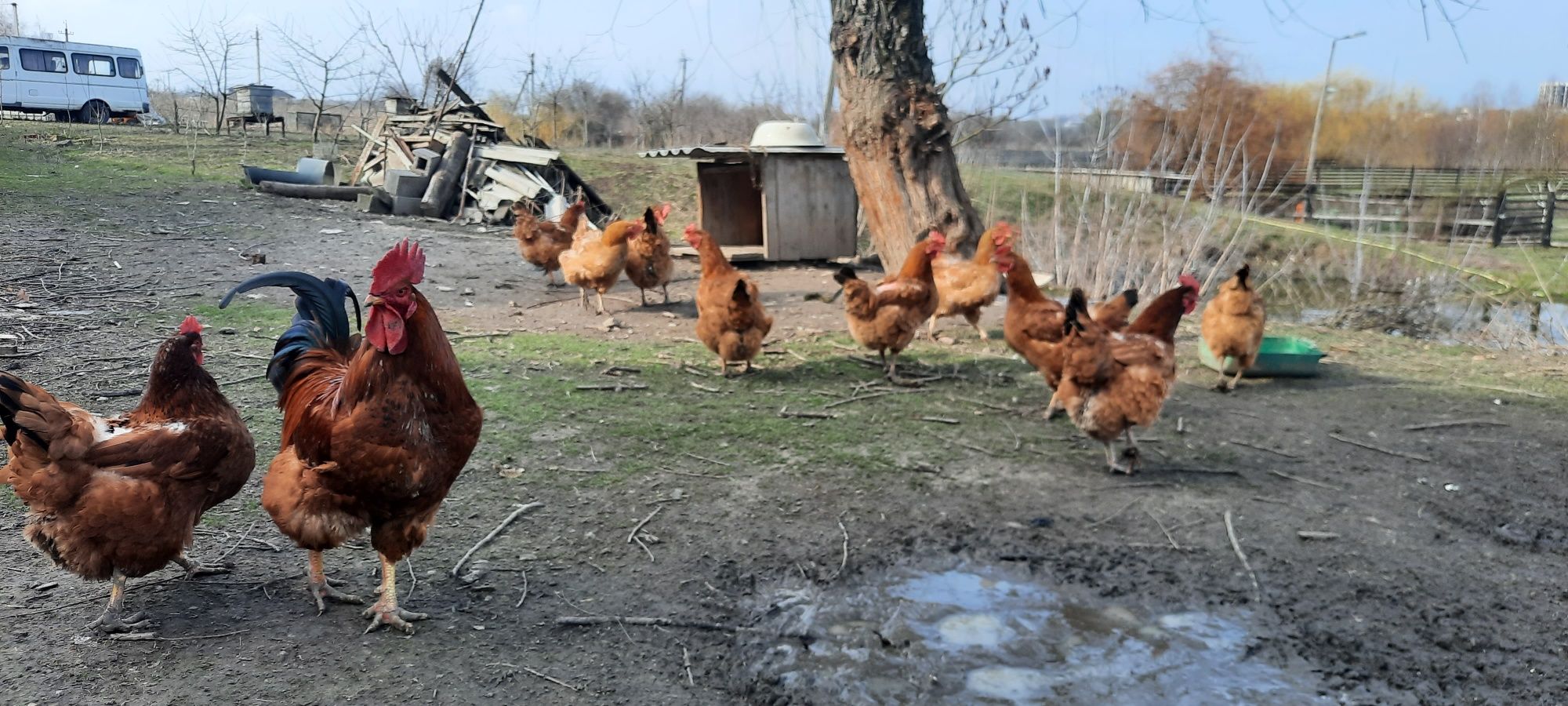 Продаю інкубаційне яйце мясо -яєчних курей