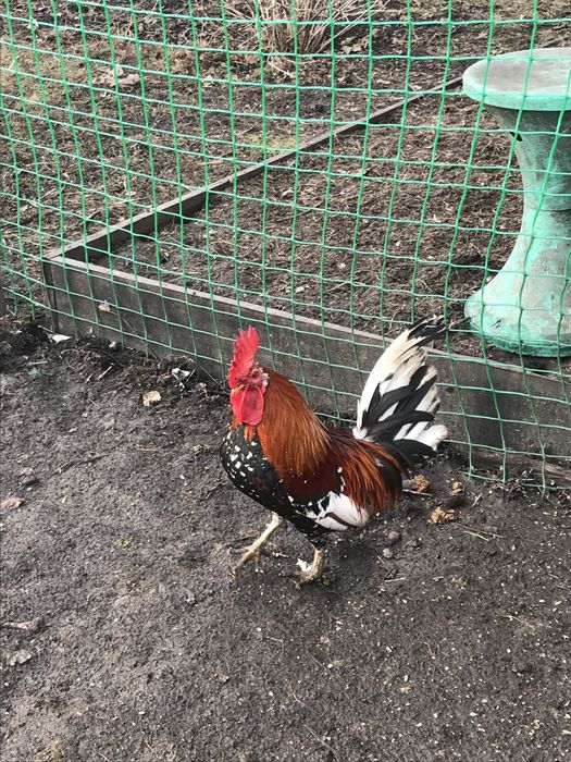 Срочно продам петухів! Карликові кури, бентамки маленькі