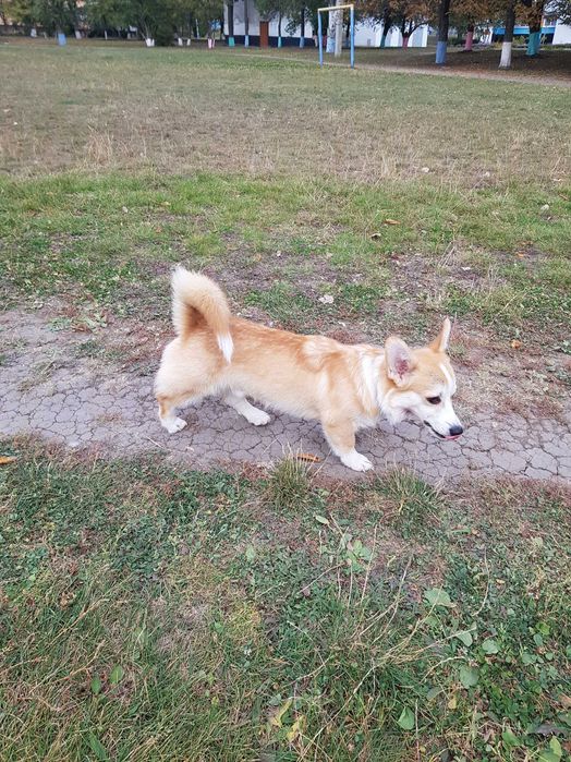 Дуже гарний хлопчик вельш коргі пемброк