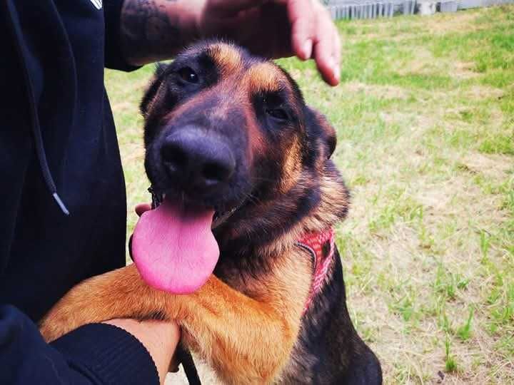 DALI spójrz, pokochaj i adoptuj