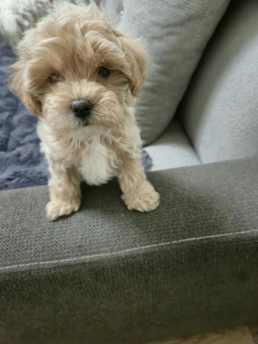Zarezerwowana Maleńka mini  sunia waga do 3 kg  maltipoo F1