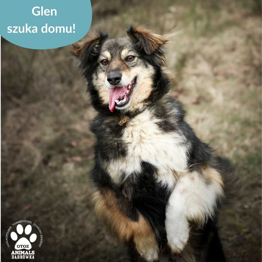 Glen szuka kochającego domu!