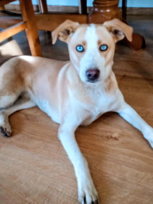 Suczka po sterylizacji szuka domu