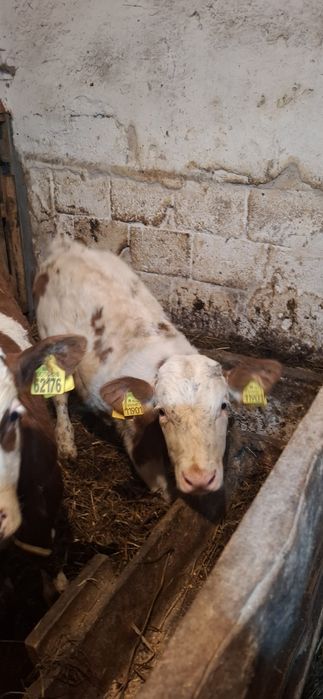 Byczek byk Sm simental ciele 138kg