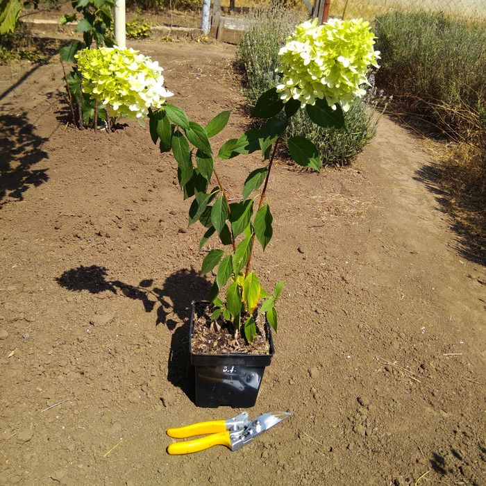 Гортензия метельчатая Skyfall (ЗКС)