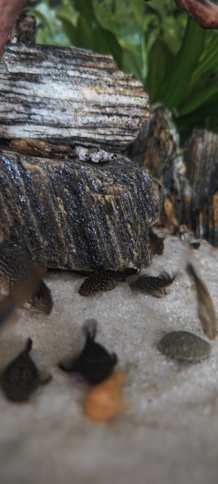 Zbrojniki, glonojady