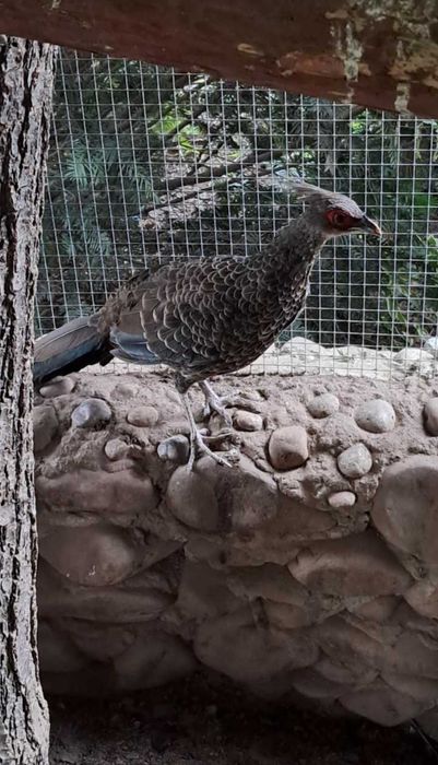 Bażanty nepalskie młode