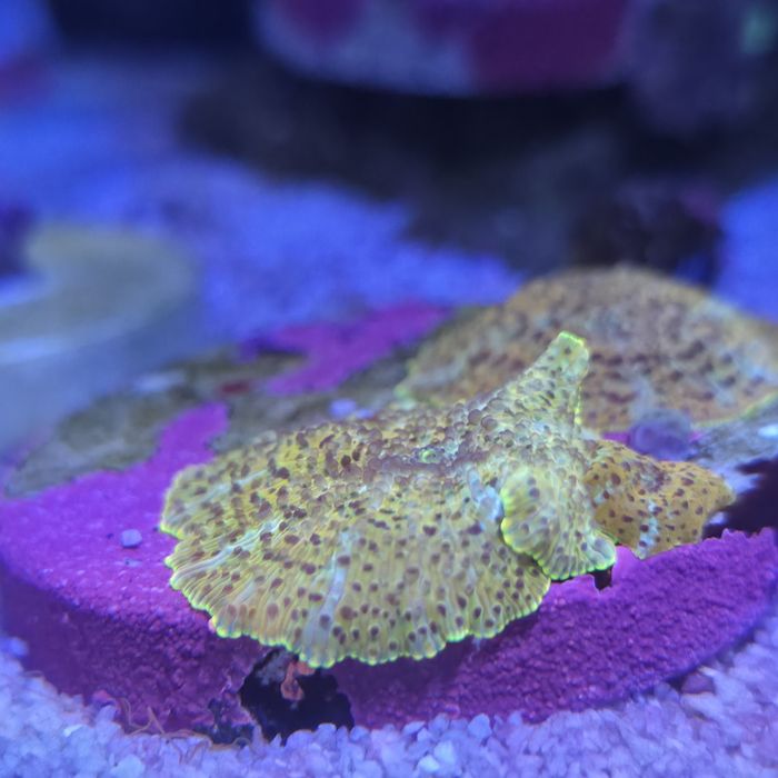 Discosoma passion fruit