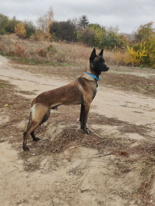 Щенки Бельгійської вівчарки Малінуа