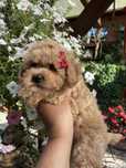Bichpoo ,Bichon Frisse /Pudel TOY/Miniatura ,nie maltipoo . SUCZKA