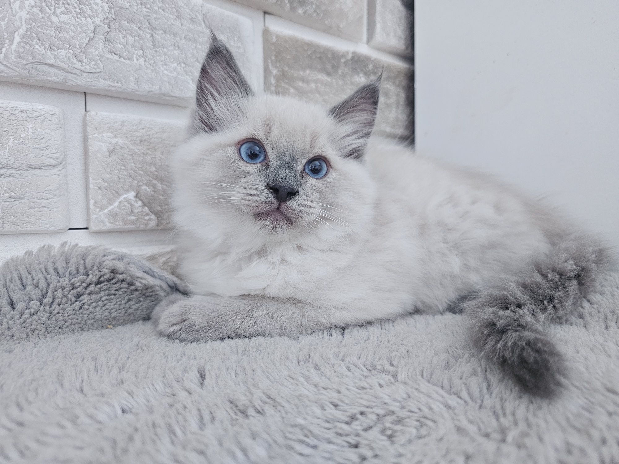 Kocięta Ragdoll gotowe do odbioru