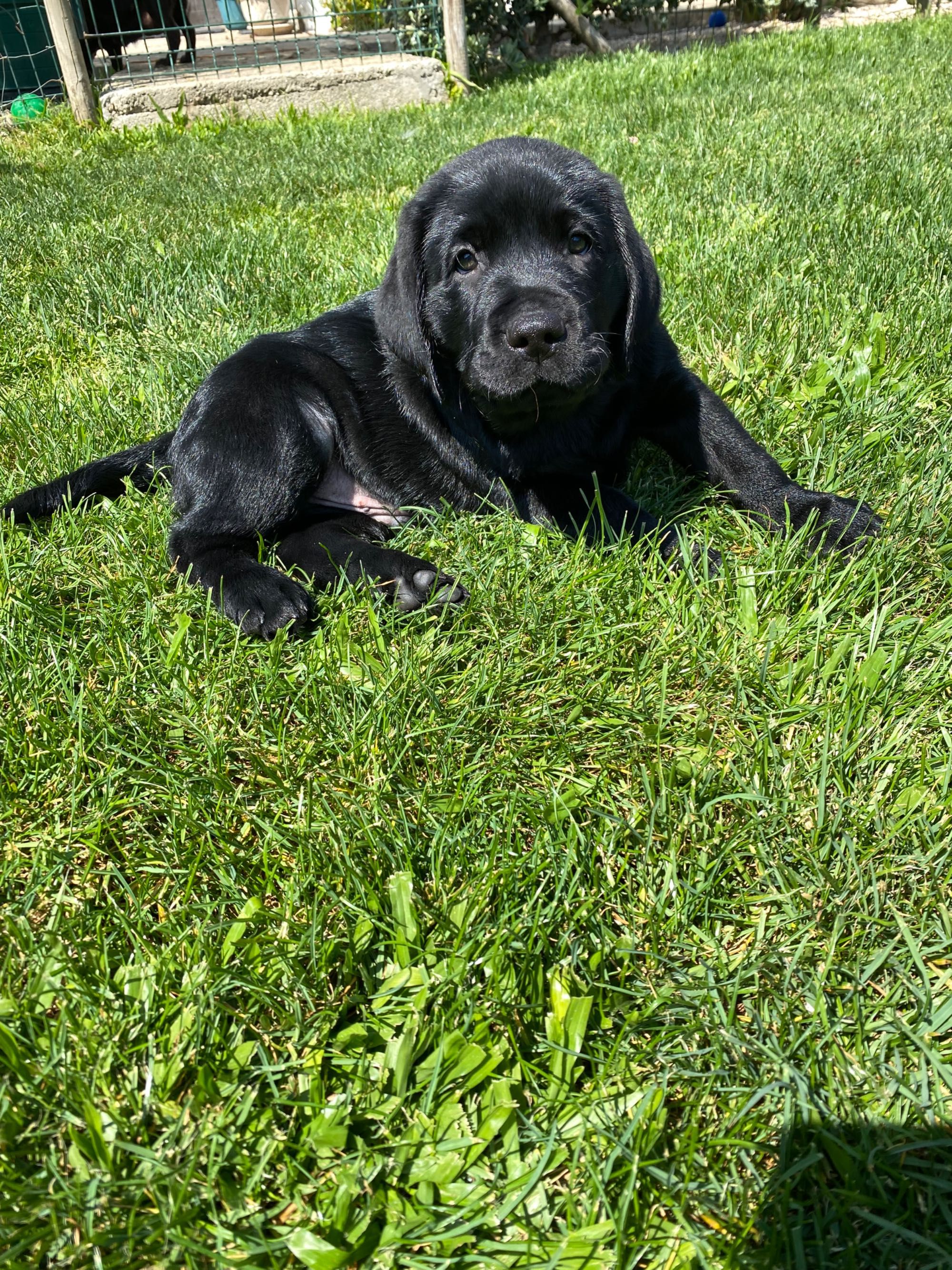 Labradora Retriever Preta