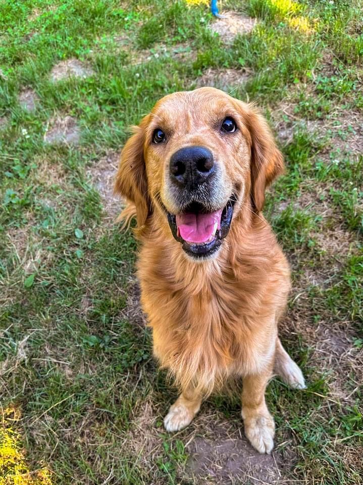 Bigos - golden retriever szuka domu