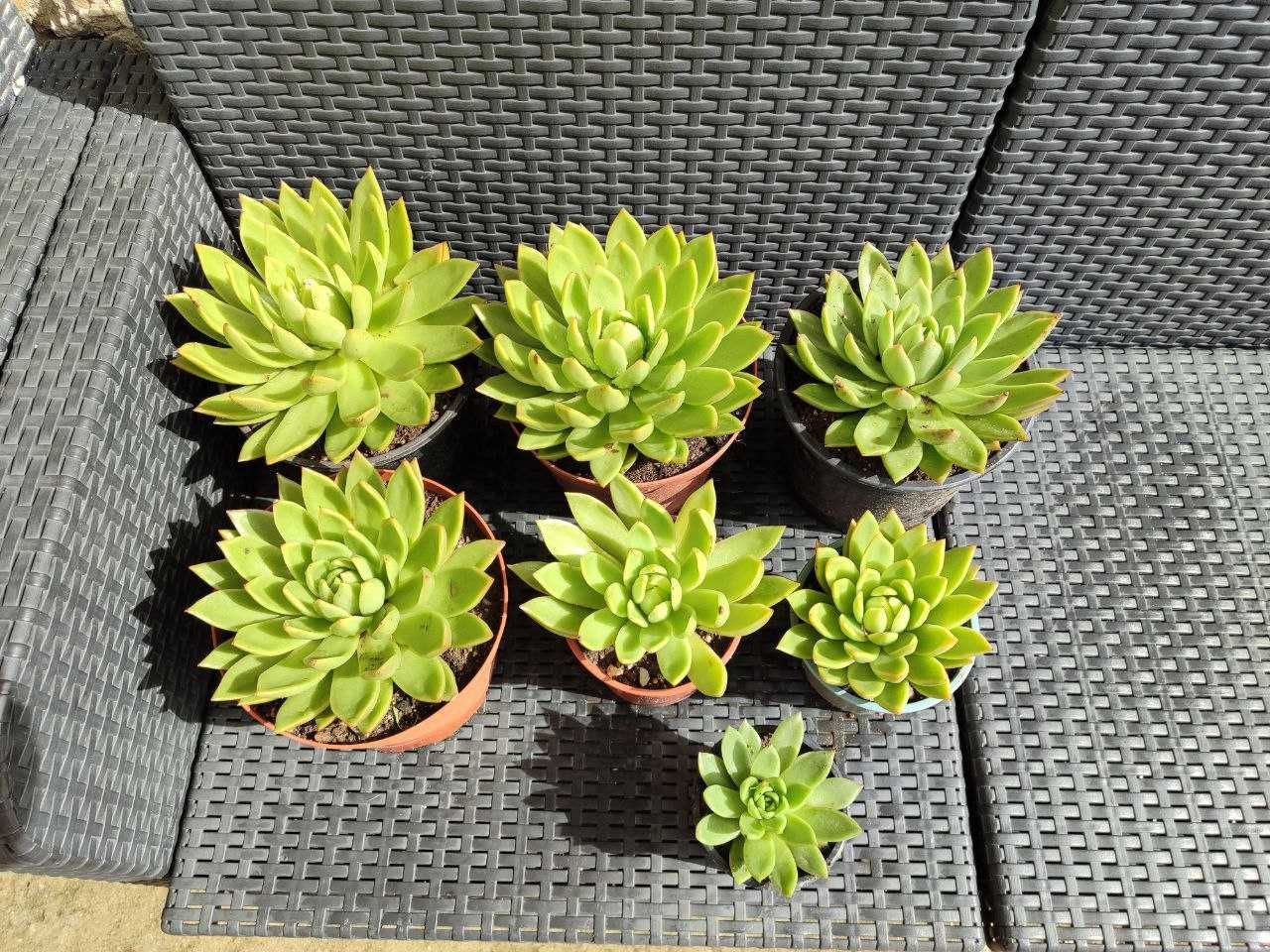 Suculentas Echeverias Mandala, Agovoides e outras