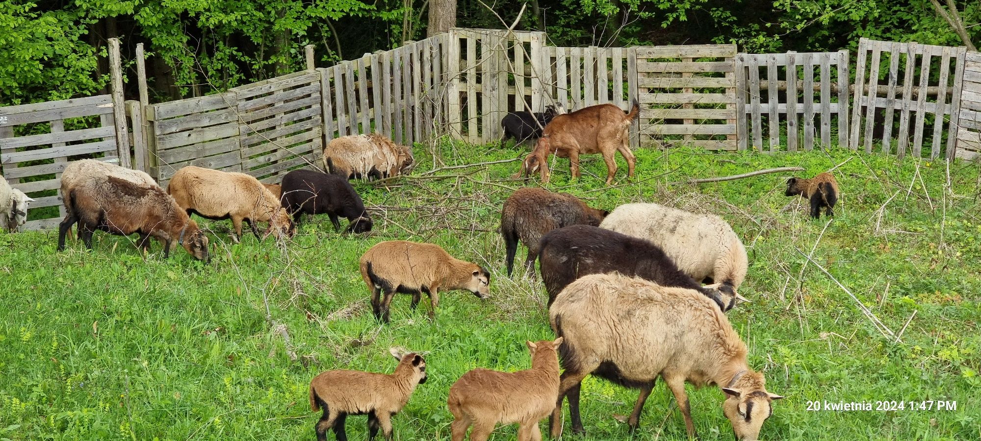 Owce kameruńskie mieszane