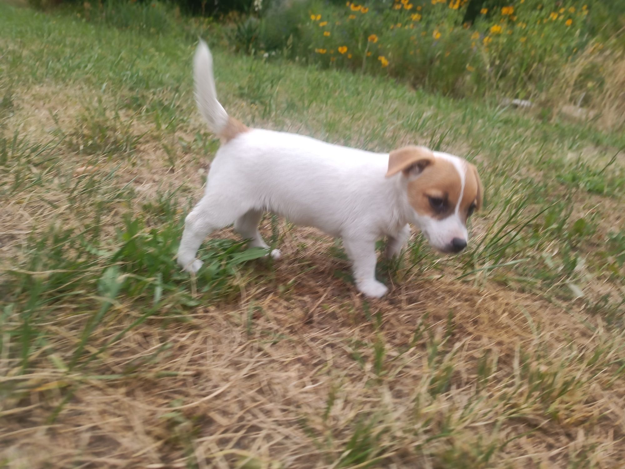 Jack Russell Terrier