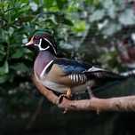 Pato carolino macho