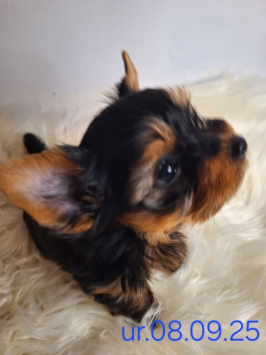 York przeuroczy piesek