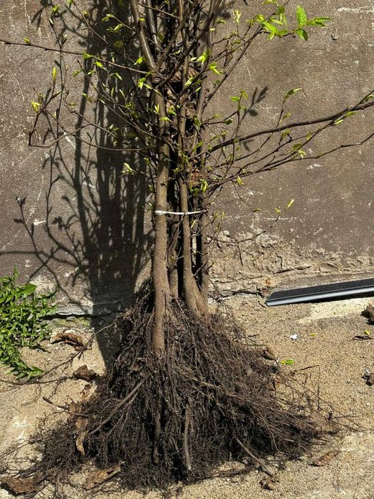 Grab pospolity Gotowe  Sadzonki na Żywopłot 100-150cm SZKÓŁKOWANY