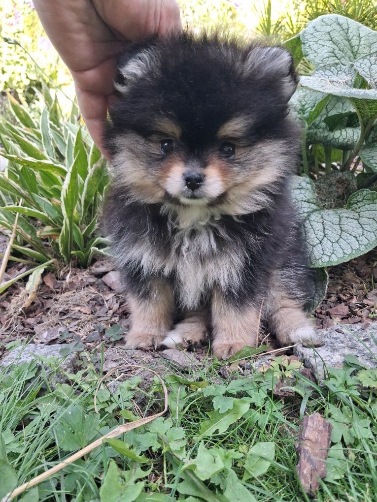 Sliczny szczeniaczek  pomeranian szpic miniaturowy