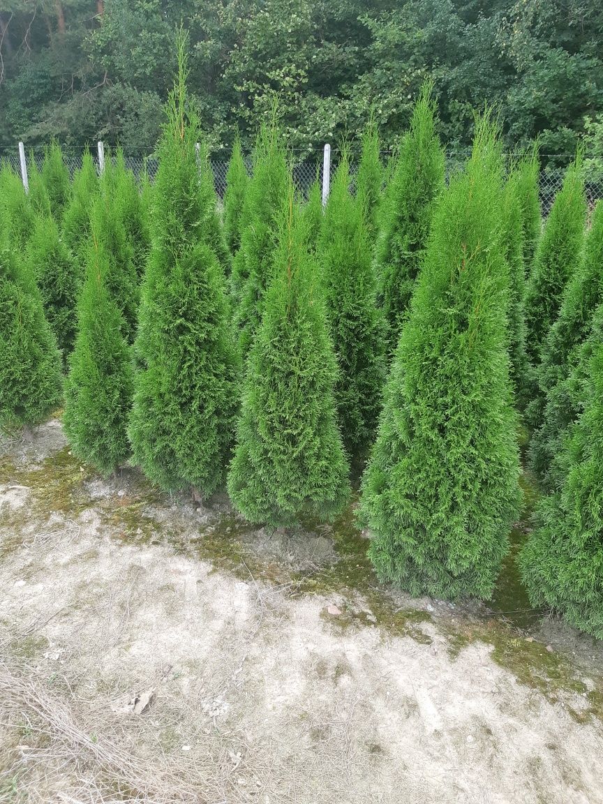 Tuja Tuje Thuja Szmaragd wys.180-200 cm