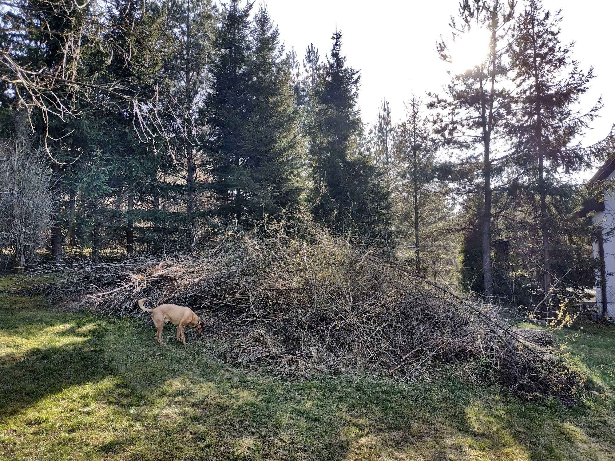 Gałęzie, patyki, korzenie