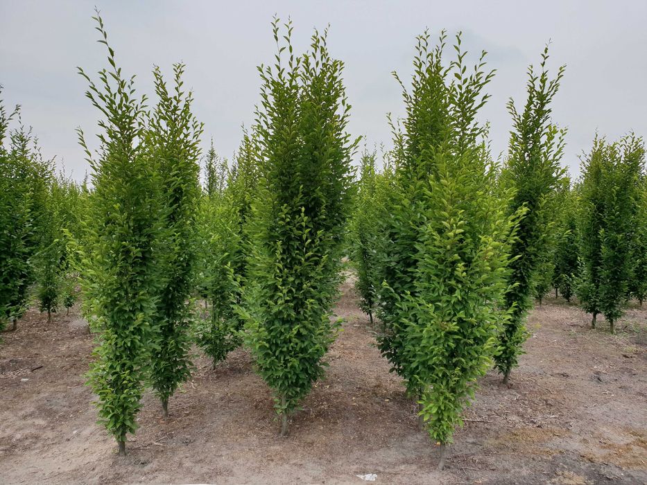 Żywopłot. Grab kolumnowy fastigiata 270/300 cm - dostawa cała Polska