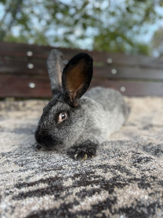 Кролі Полтавське Срібло