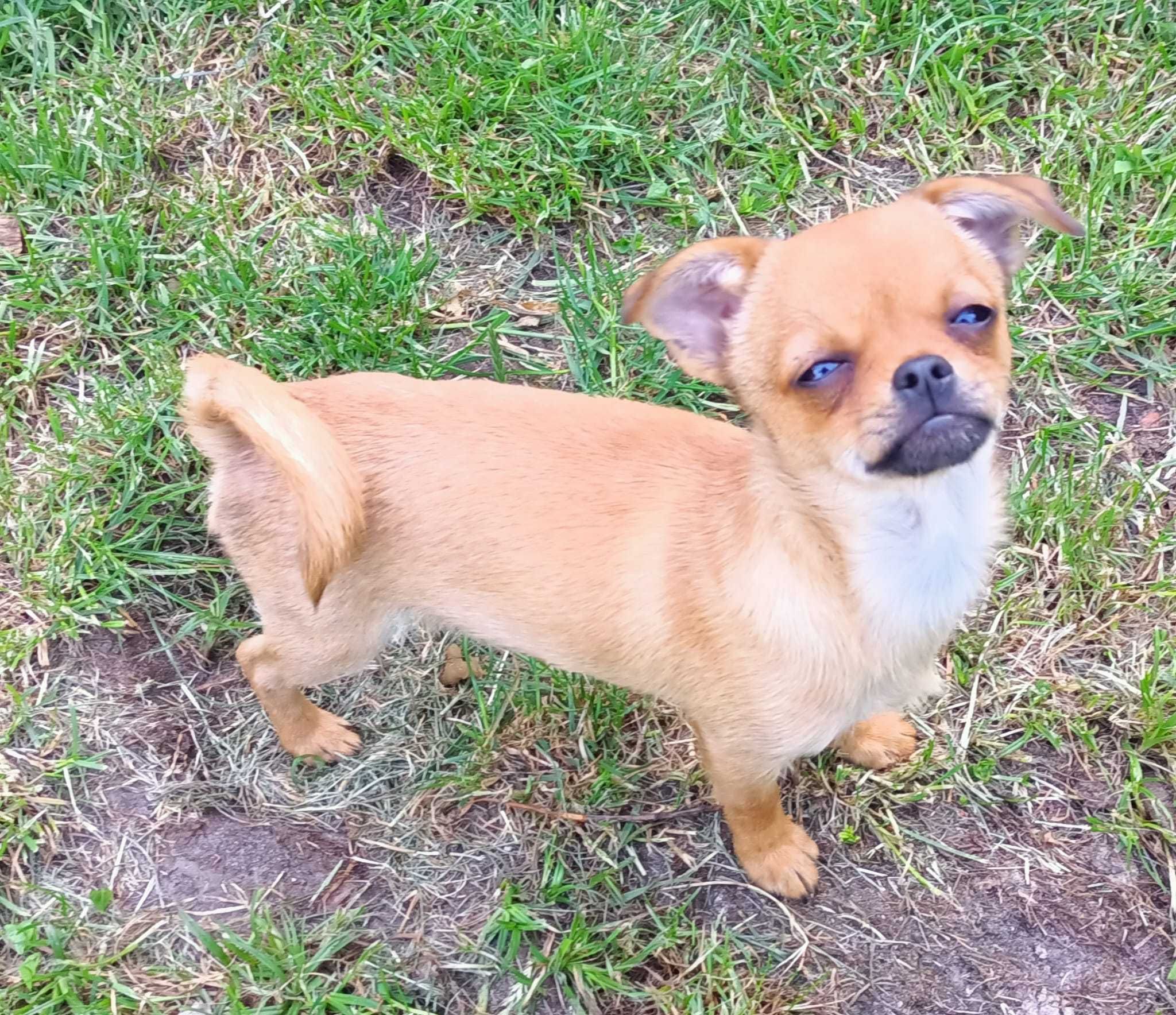 Chihuahua krótkowłosy odchowany śliczny piesek gotowy do odbioru!