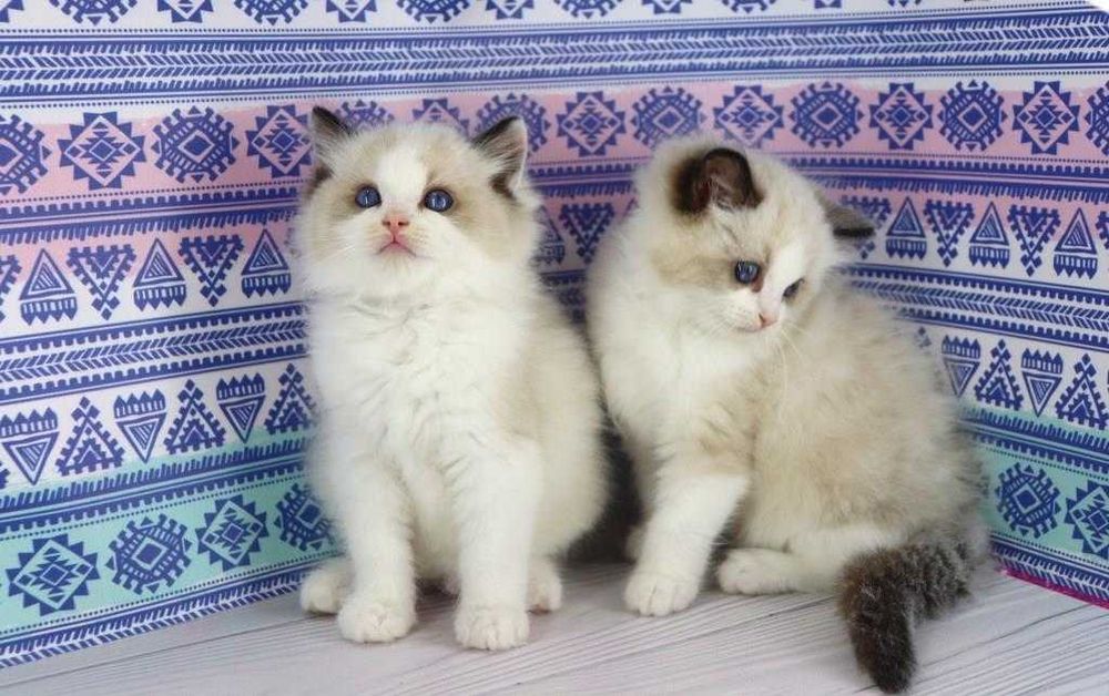 Дивовижні кошенята породи регдолл