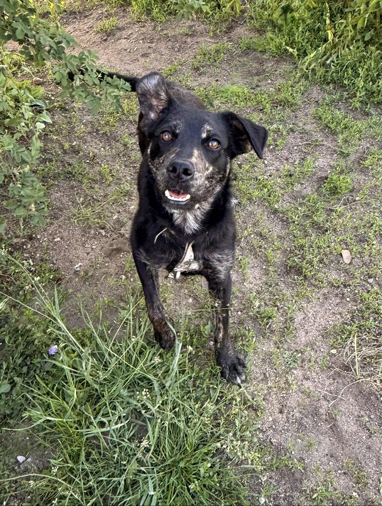 Młoda Borka do adopcji!