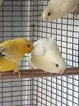 Catarinas (bolborhynchus lineola)