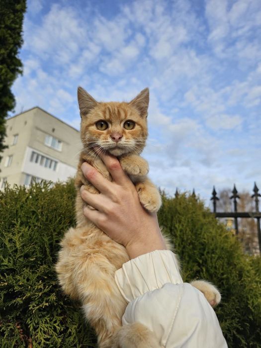 Котик хлопчик в добрі руки