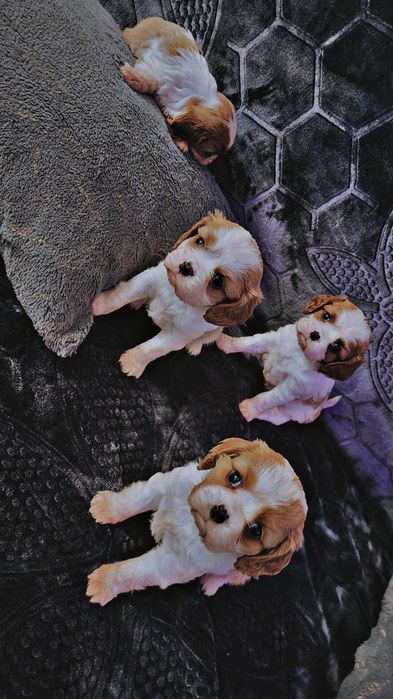 Cavalier king charles spaniel do REZERWACJI