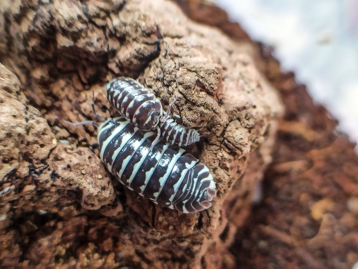 Armadillidium maculatum ,,zebra,, x10