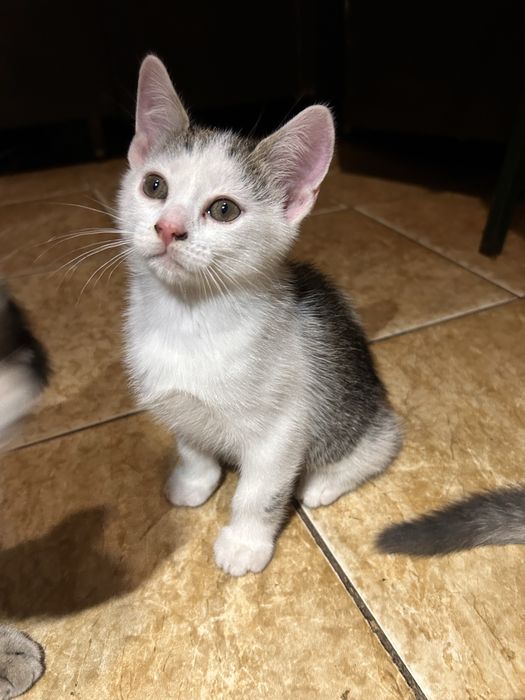 Котик безкоштовно