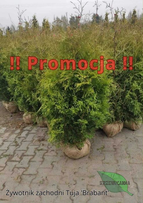 Żywotnik zachodni Tuja 'Brabant'