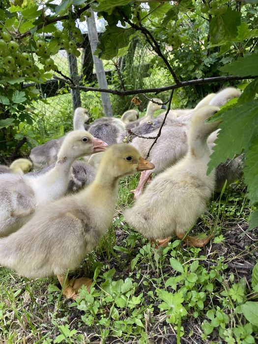 Продам гусенят породи Холмогор