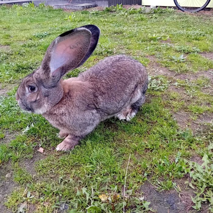 Belgijski olbrzym szary samiec