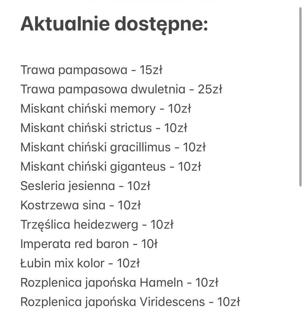 Trawa pampasowa dwuletnia - trawy ozdobne rozplenica turzyca miakant
