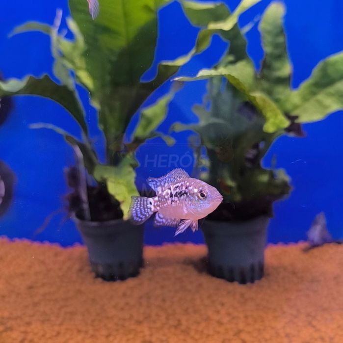 Jack Dempsey Eletric Blue