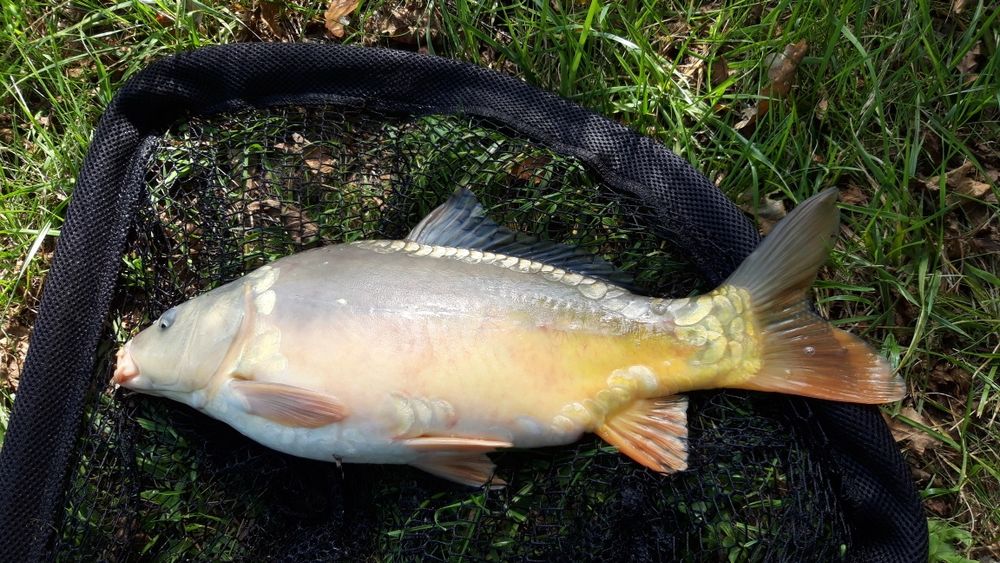 Karp handlówka  1.8kg - 2.3kg hurt