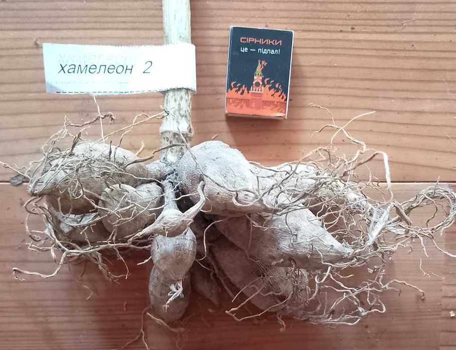 жоржини/георгини 1 (сорт хамелеон)