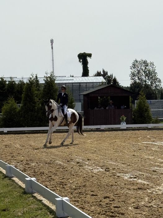 Wałach mały sport, ujeżdżenie, wałach 8 lat
