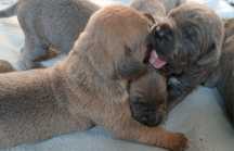 Cane Corso ,,FCI"