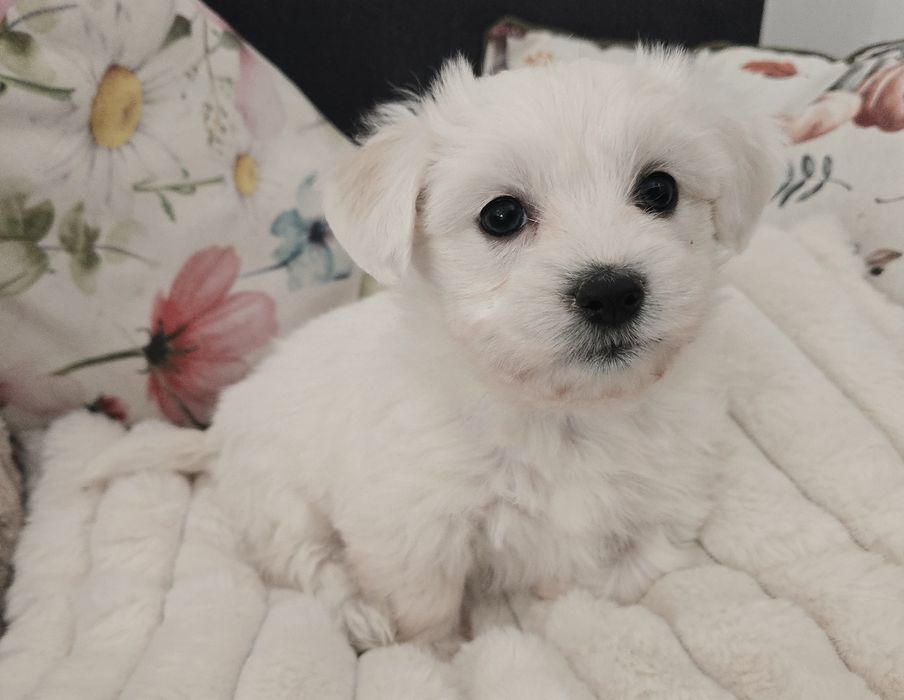 Maltańczyk z rodowodem i chipem