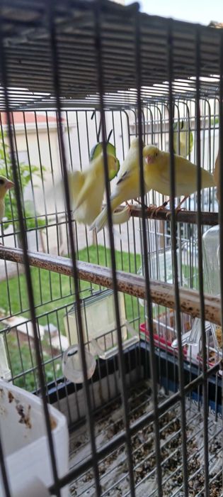 Canários novos anilhados
