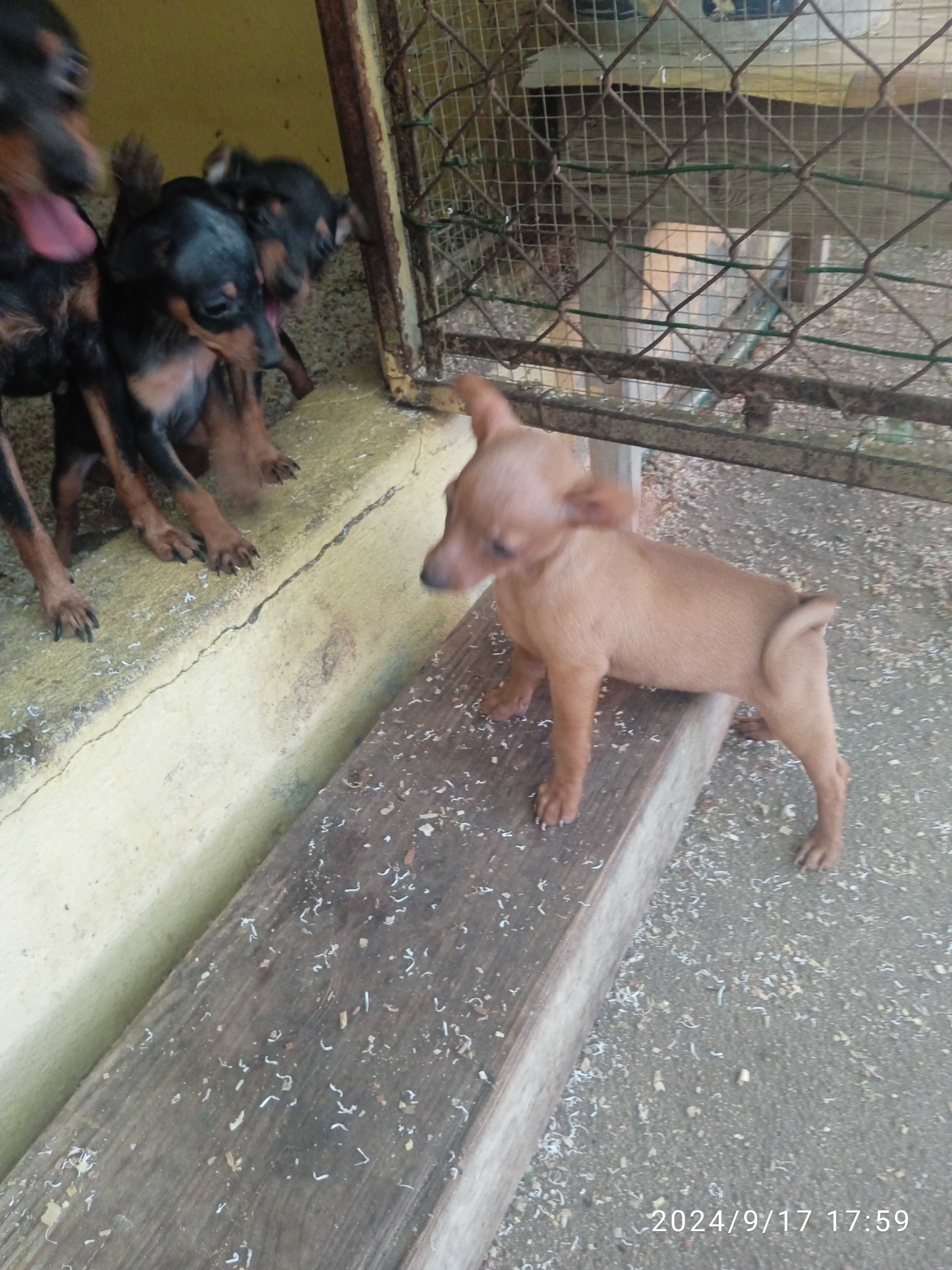 Pinscher menina bonita